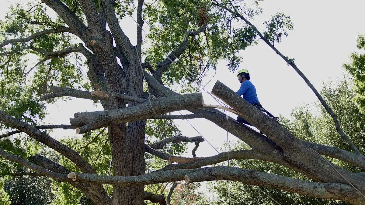 Professional Hazardous Tree Removal performed by certified arborists in Americus